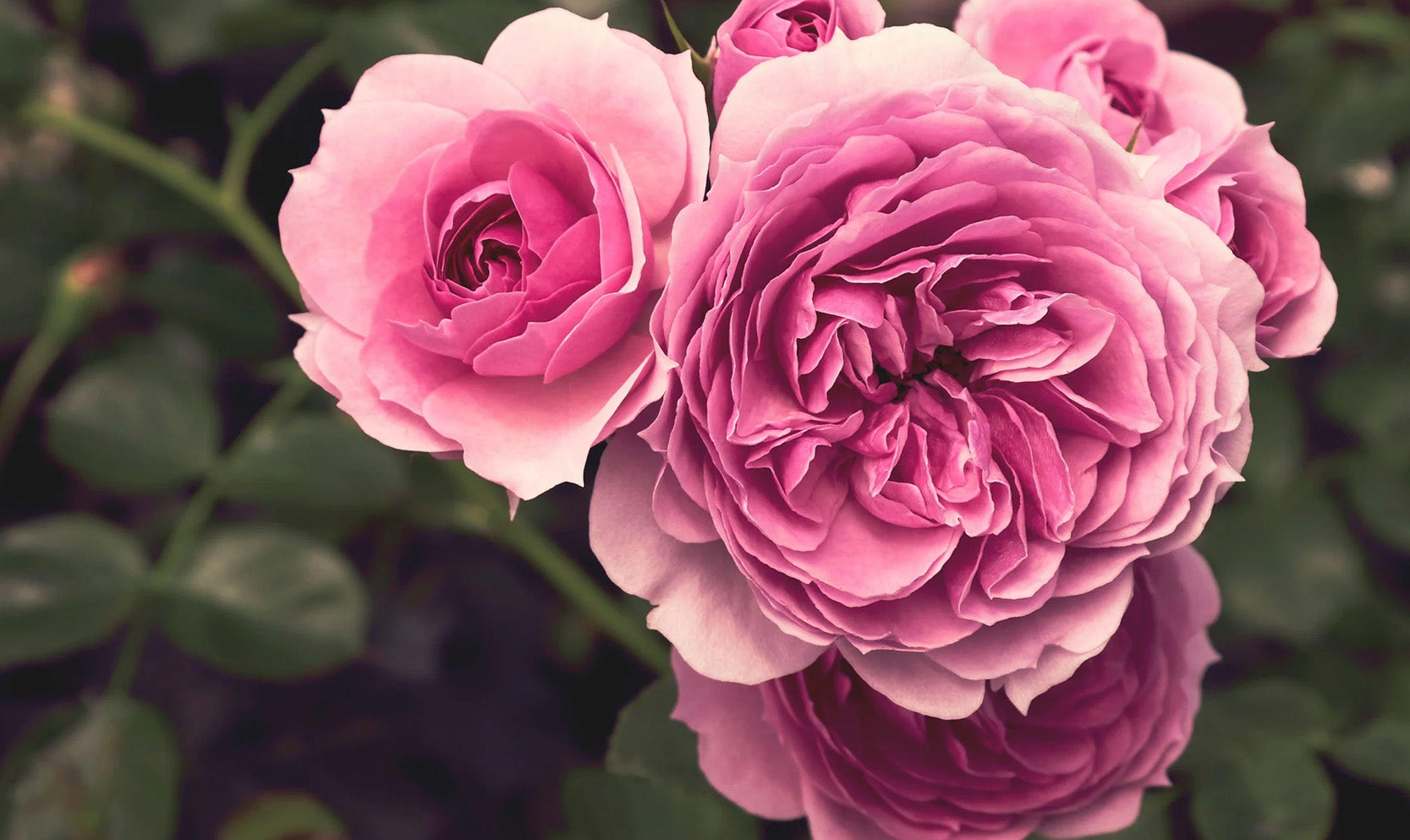 The notes of rose centifolia in Mizensir's niche perfumes