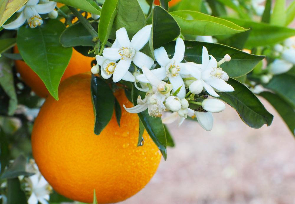 Naturals together | A la découverte de la fleur d'oranger du Maroc - Mizensir.com
