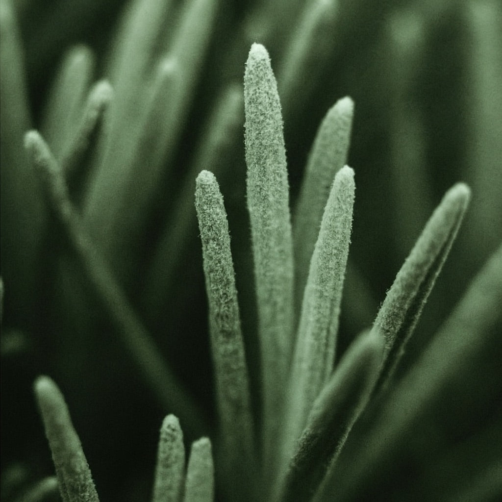 Brin de Romarin | Parfum d'ambiance