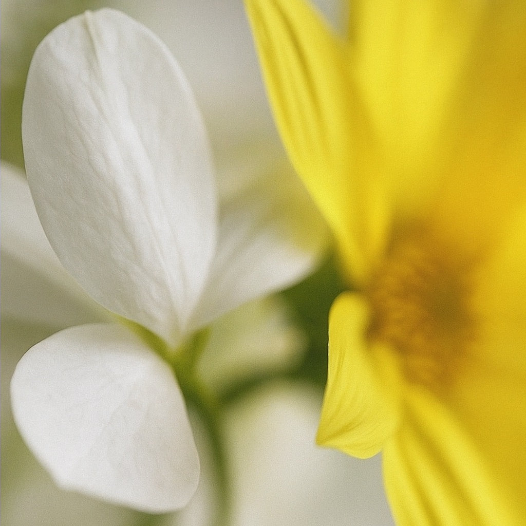 Château de Sable | Raumdüft