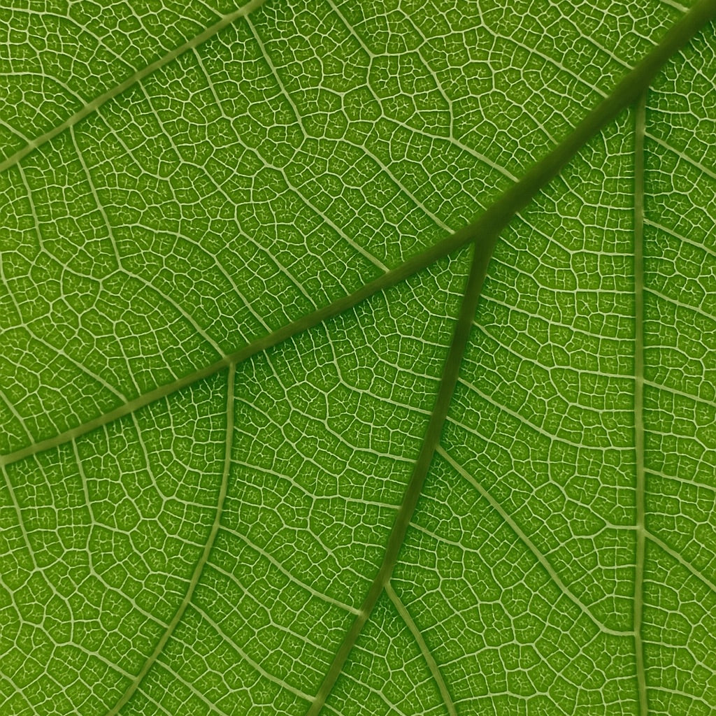 Figuier de Sicile | Große Duftkerze