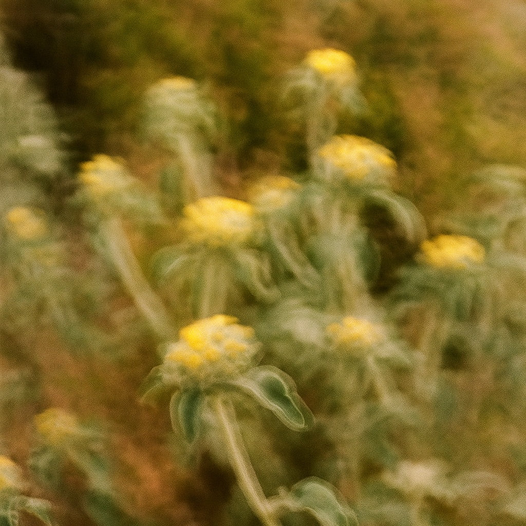 Fleur d'Eté | Große Duftkerze