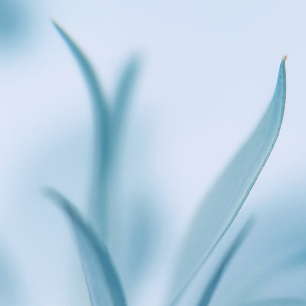 Héliotrope Bleue | Grande Bougie parfumée