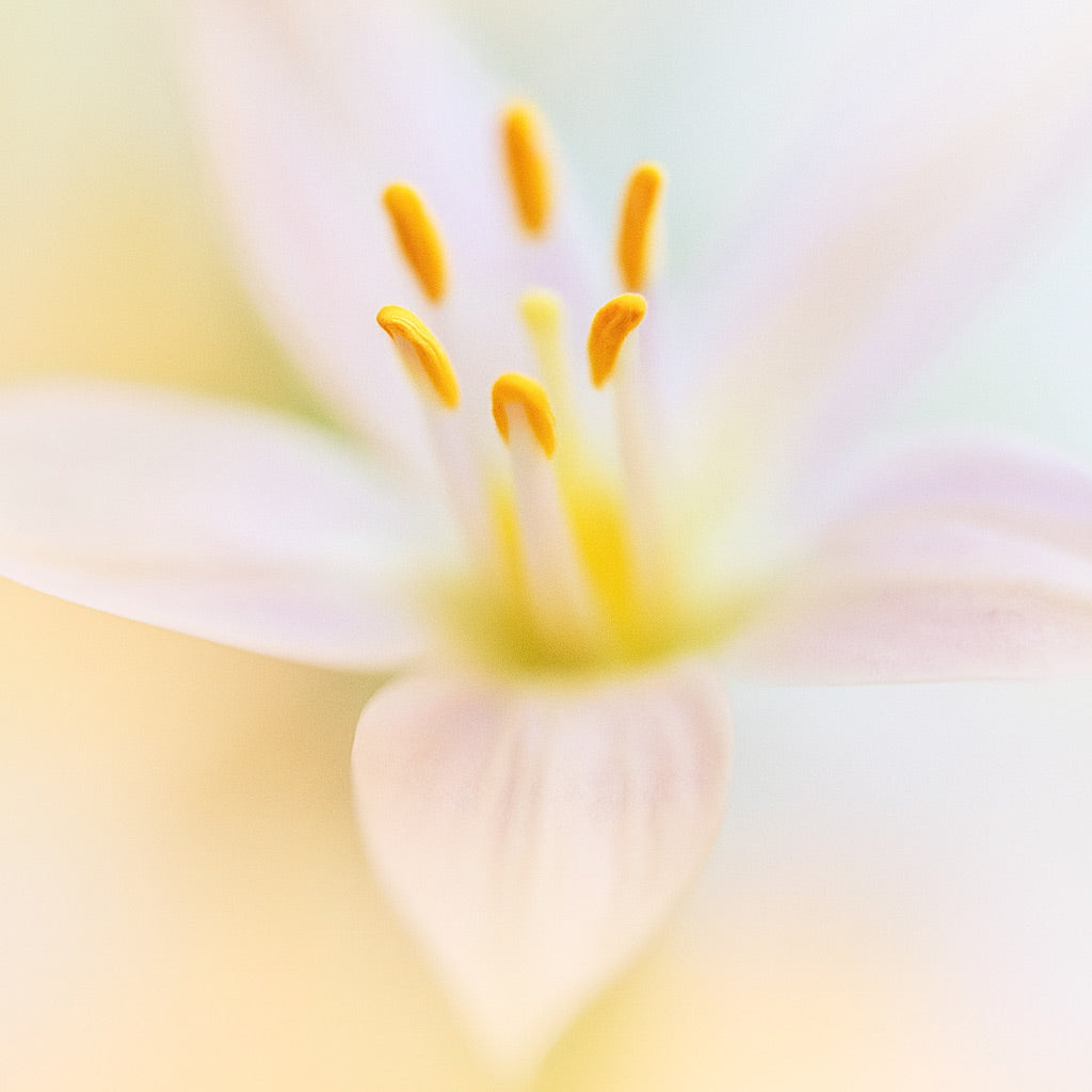 Jasmin Indien | Bougie parfumée