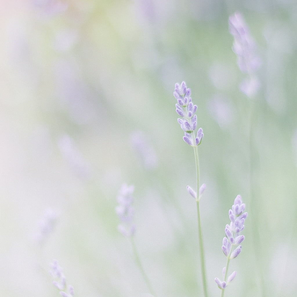 Lavande et Myrte | Große Duftkerze