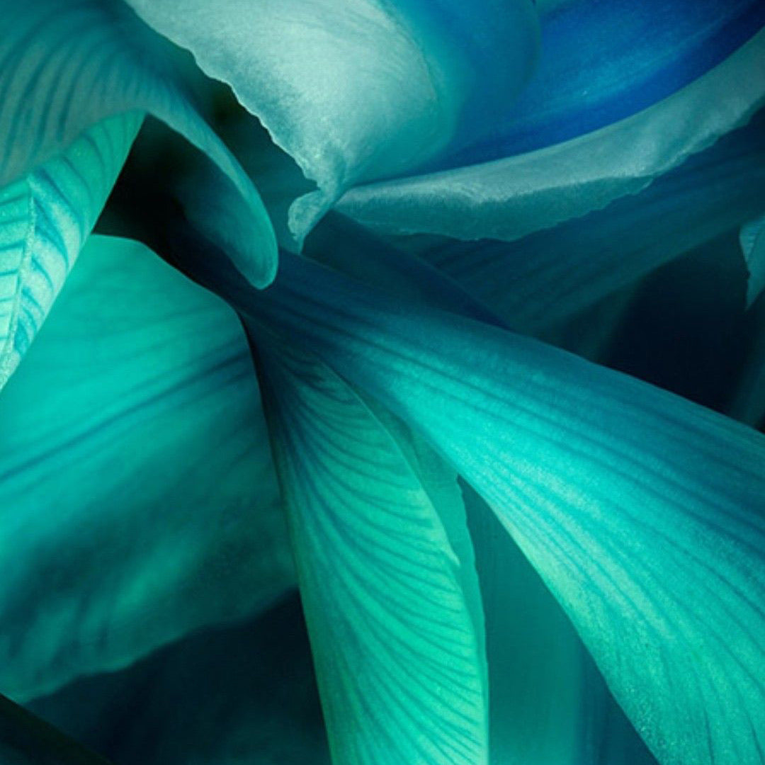 Lys et Jacinthe | Duftkerze