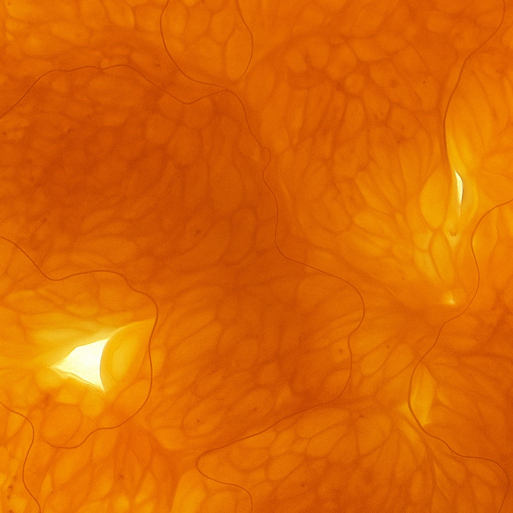 Mandarine Givrée | Bougie parfumée