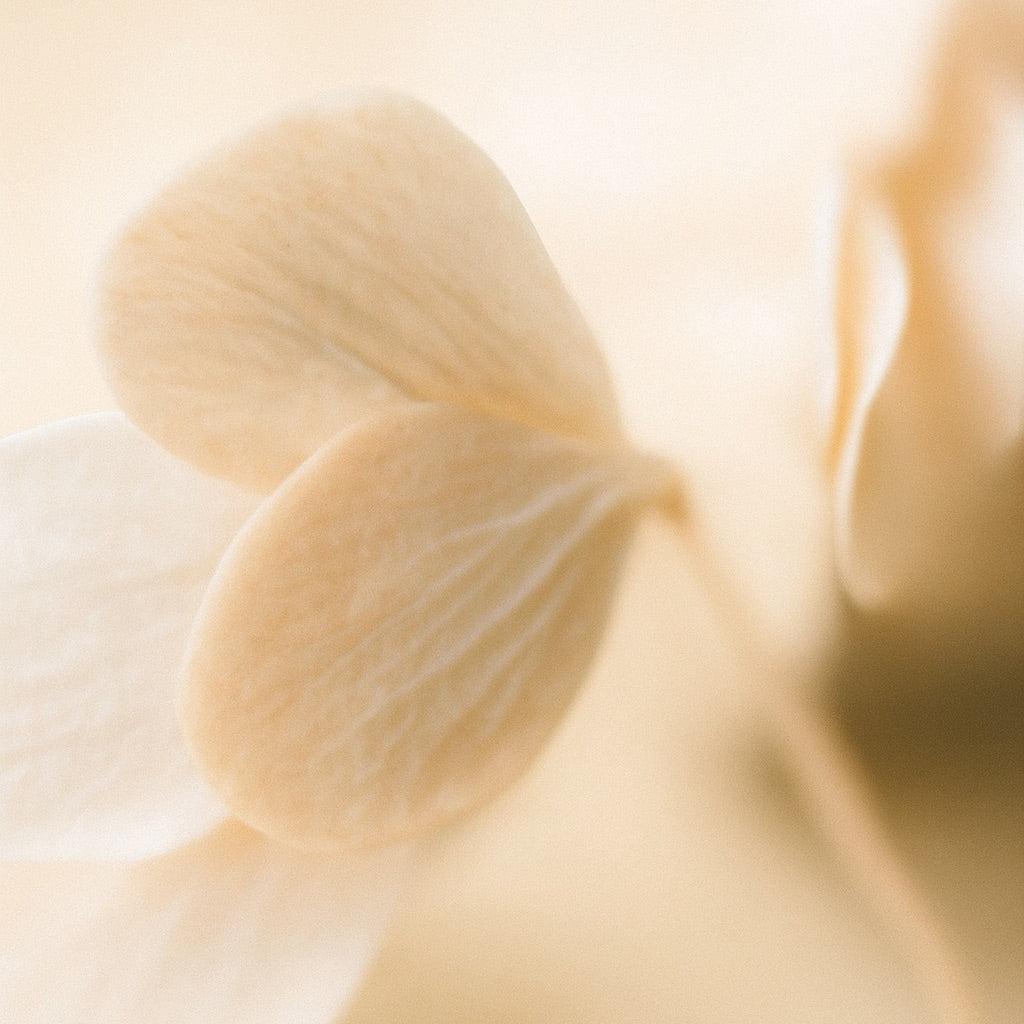 Méditerranéo | Candela profumata grande