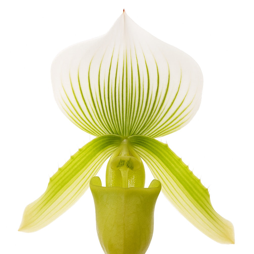 Orchidée Chocolat | Duftkerze