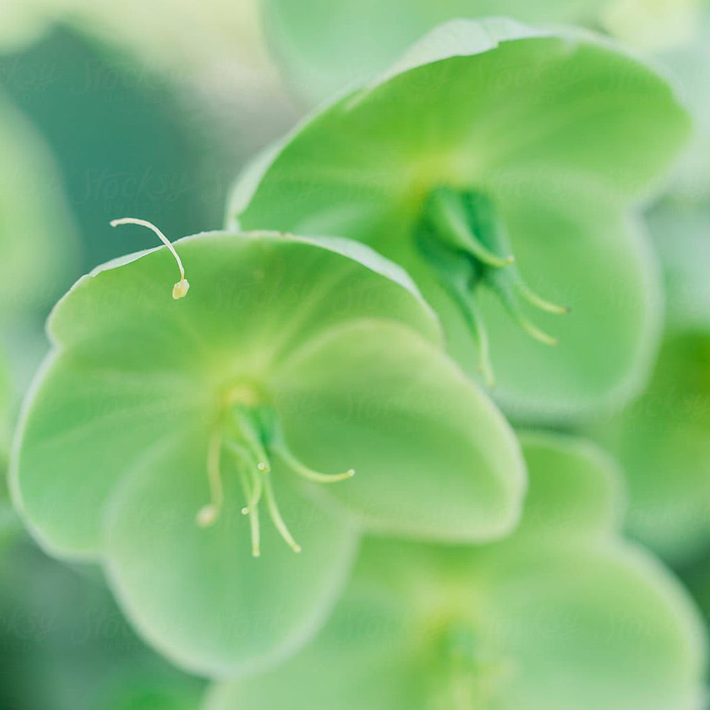 Rose de Noël | Große Duftkerze