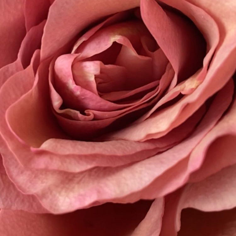 Rose des Jardins | Diffuseur d'intérieur