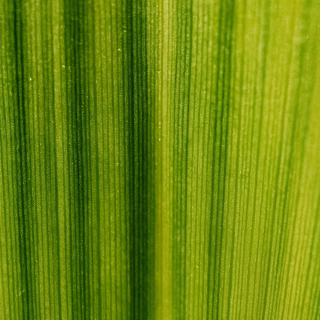 Trèfle Sauvage | Parfum d'ambiance