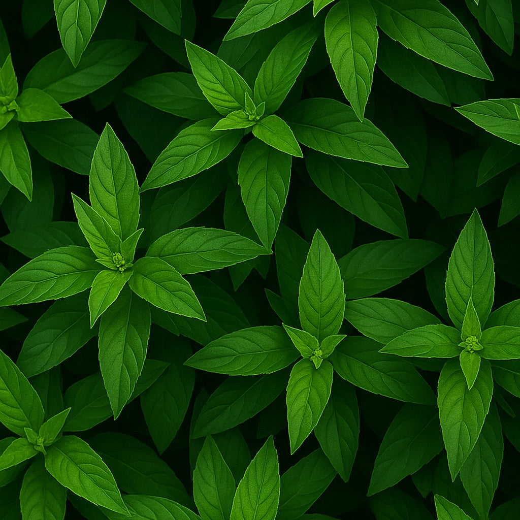 Verveine Menthe | Mini candela profumata