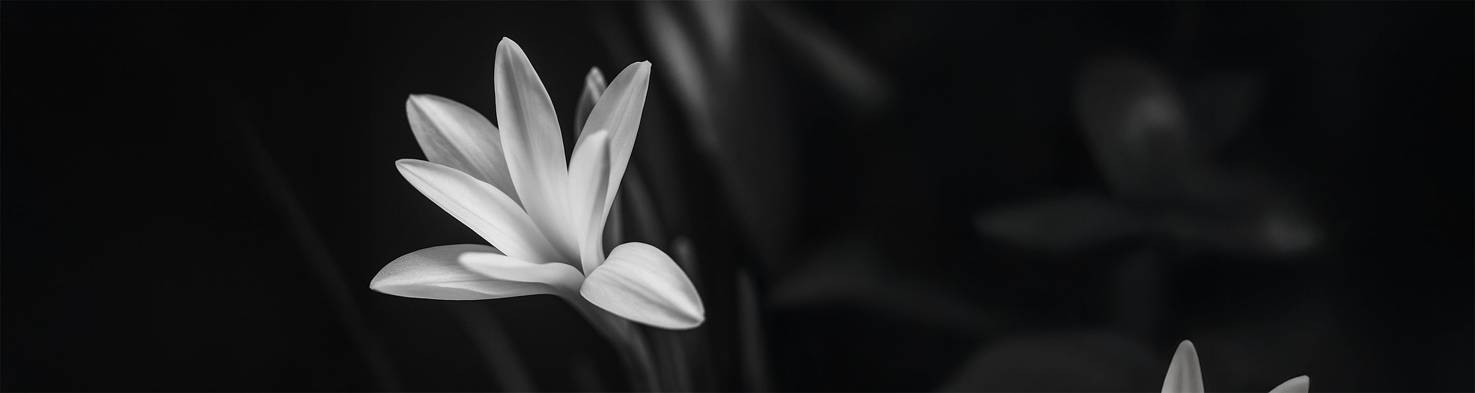 Les parfums à la tubéreuse selon Mizensir