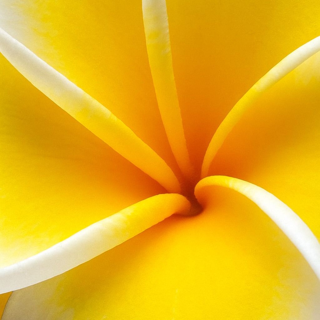 Fleur de Frangipane | Candela profumata