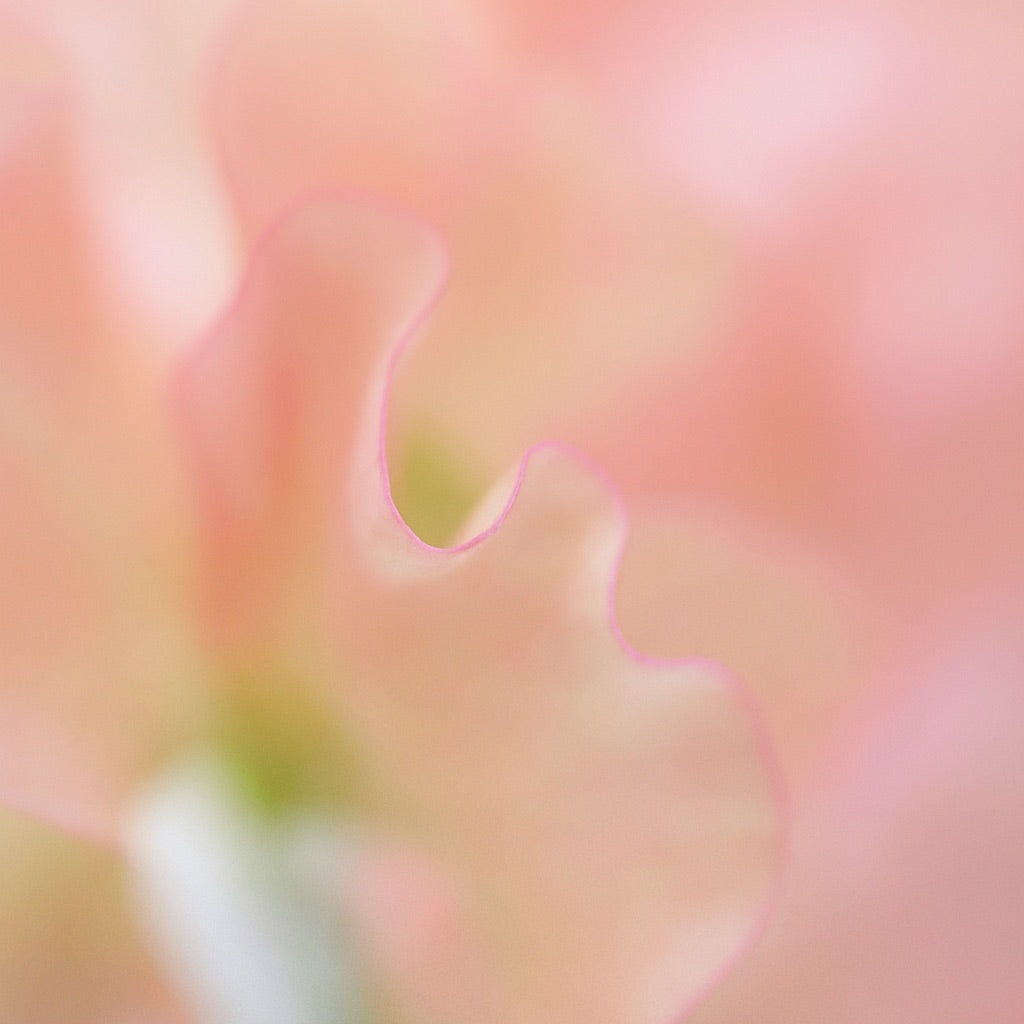 Forêt de Roses | Large scented candle