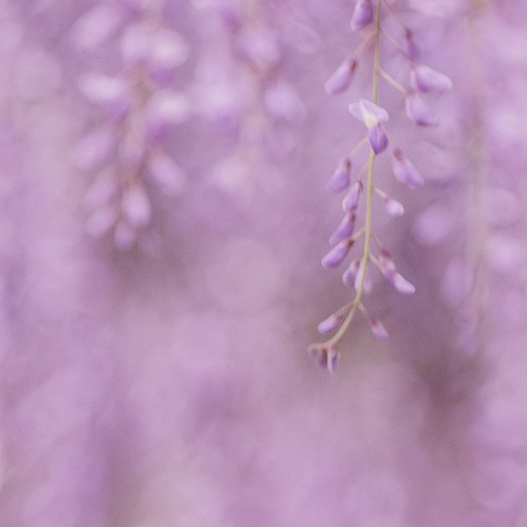Glycine du Japon | Duftkerze