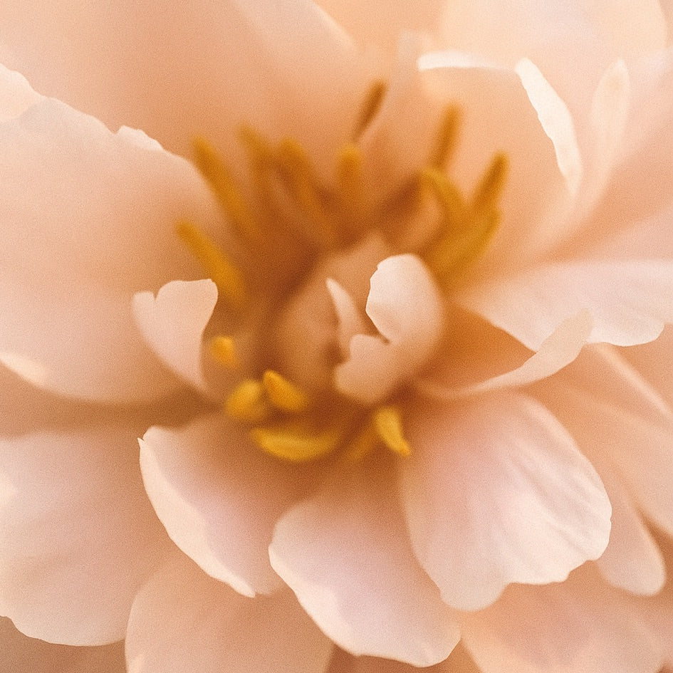 Nuit de Bohème | Grande Bougie parfumée