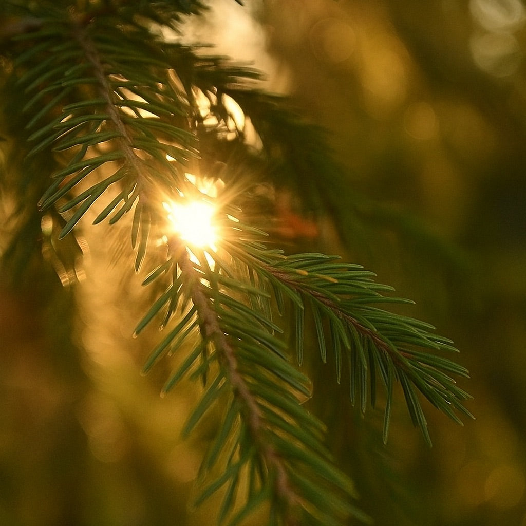 Pin Solaire | Duftkerze