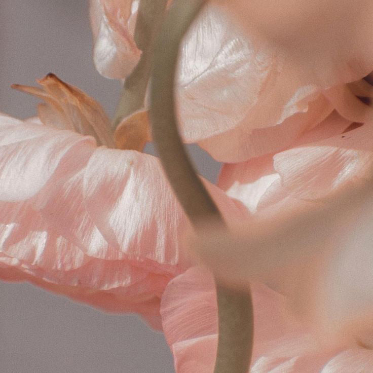 Rose et Pivoine | Mini candela profumata