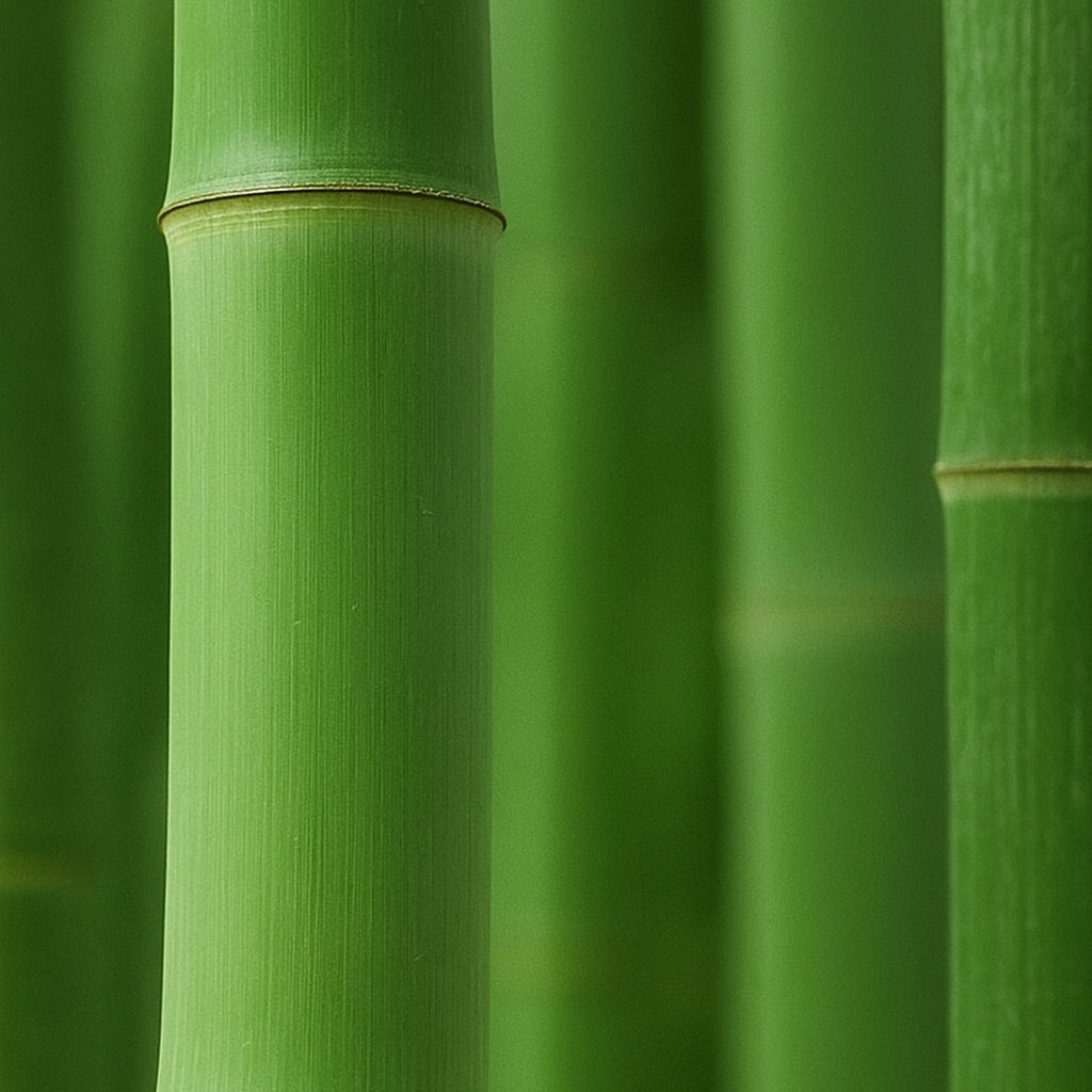 Vert Bambou | Large scented candle